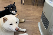 【画像】イッヌさん、ストーブ前を占拠