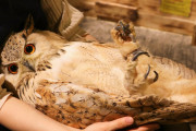 【動画】フクロウさん、かわいい