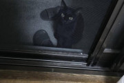 ベランダに猫がいるんだが