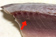 【閲覧注意】寄生虫アニサキスが怖くて魚を食べられない
