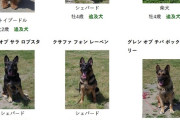 【画像】茨城県警の警察犬、みんなかわいくて頼もしい