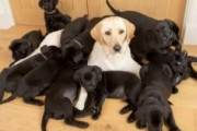 イエローのラブラドール・レトリバー、誕生した子犬13匹は全てブラックに (画像)