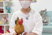 【画像】橋本環奈ちゃん、ニワトリを飼うｗｗｗｗ