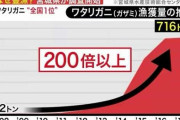【謎】ワタリガニ、2011年を境に宮城県で”獲れまくる"ようになる
