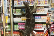【動画】コンビニに全長180cmの巨大トカゲが乱入　客は逃げだしトカゲは暴れ放題　ジュラシックパークだろこれ