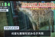 【悲報】飼育員「このハイエナの夫婦なかなか交尾せんなぁ、なんでやろ…？？……ん？」