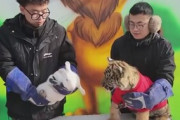 【動画】中国人「本物の虎さんとウサギさん使って、干支の引き継ぎ式やるでー」