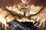 【閲覧注意】オーストラリア南洋の深海で『世界最強の蟹』が発見されてしまうw.w.w.w.w.w.w.w.w