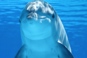 【画像】イルカのおまんこ、無茶苦茶エッチｗｗｗｗｗｗｗｗｗｗｗｗｗｗｗ