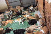 【画像】ヤバすぎる猫キチの家が多頭崩壊