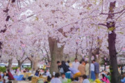 【動画】女さん、お花見で盛大パンチラｗｗｗ