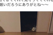 【画像】猫さんwwwwwバカな旦那より頼りになる模様ww