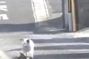 【動画】オオトカゲを追いかける猫、牧歌的だと話題に