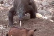 【画像】コモドドラゴンさん、シカを丸呑みしてしまう