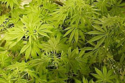 高樹沙耶「大麻大麻大麻大麻大麻大麻…」ワイ「あっ…」