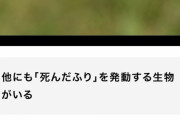 【悲報】トンボのメス、交尾したくないオスに対し「死んだふり」をしてしまう