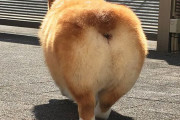 【画像】コーギーのケツ、あまりにもでかすぎるｗｗｗｗｗ