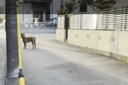 逃走中の“最強の闘犬”　大型犬ピット・ブルを捕獲　直前には取材班と遭遇
