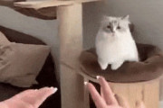 【GIF】ネコさん、飼い主に飛びかかる
