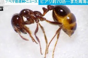ヒアリ約70匹・・・　また青海ふ頭で確認　今年4例目(2021年9月16日)
