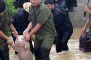【画像】溺れてた豚さん、助けられる