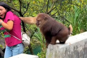 【動画】まんさん、猿の親切心に気付かず泣き喚いてしまう