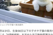 小泉進次郎「犬や猫の遺棄を防ぐためにマイクロチップの義務化！！」