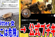 【2ch動物スレ】自己顕示欲が産んだモンスター「キツネがリュックを取った」「ここは危ないと思う」→自作自演が発覚し無事炎上