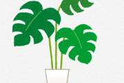 【ええ…】観葉植物「水は土が乾くまで絶対やるな。でも少なすぎても枯れるからな。葉水も忘れるなよ」←これｗｗｗｗｗｗｗ