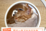 【画像】猫の飼育費、1匹270万円かかることが判明?