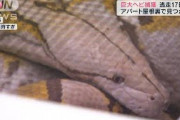 「ご迷惑を・・・」巨大ヘビ、アパート屋根裏で発見(2021年5月22日)