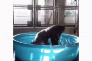 【gif】ゴリラさん、子供用プールに入りキチゲを発散するｗ