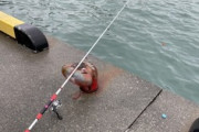 【画像】釣りガールさん、エチエチ過ぎて釣りどころじゃなくなってしまう