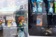【画像】アライグマさん、自販機で売られるｗｗｗｗ