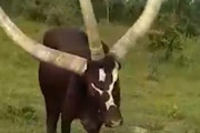 【驚愕】アフリカのウガンダで3本角の牛が見つかり聖なる牛か悪魔の使いかと話題にwwwwwwwwwwwwwww
