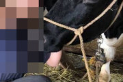 【仰天】酪農女子さん、お〇ぱいが牛並みで逆に搾乳されそうｗｗｗｗｗ