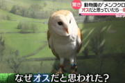 【画像】フクロウ?さん、飛べるのに何故か走ってしまう