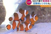 コロナ禍で熱帯魚ブーム　“定額制”レンタルも人気(2021年6月7日)