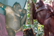 【画像】人間相手に売春させられていたオランウータンの「ポニーちゃん」保護される
